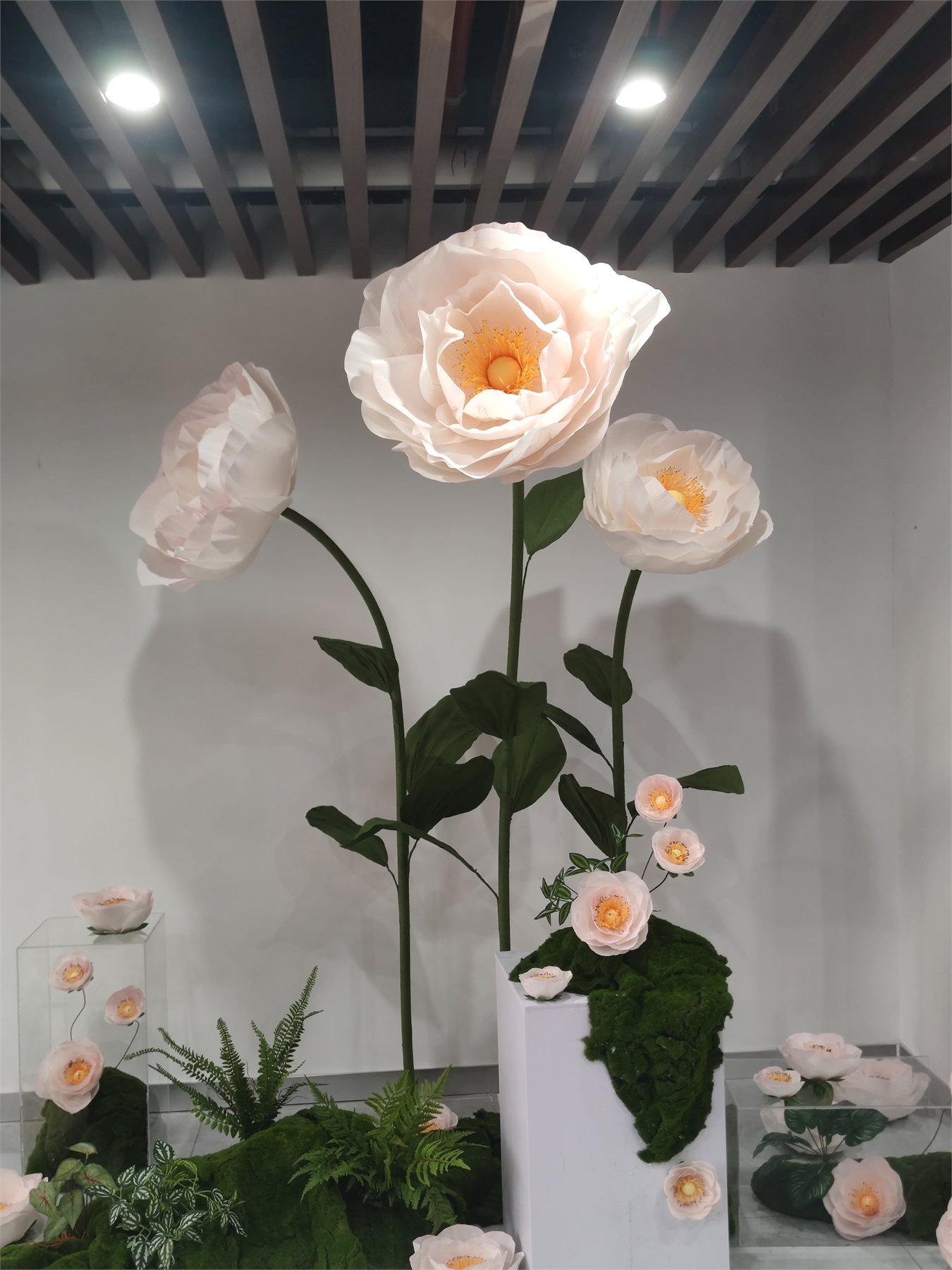 Dadukou Library Camellia Display
